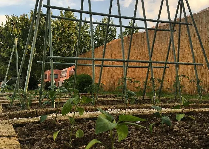Lucciole Nella Nebbia Stellata