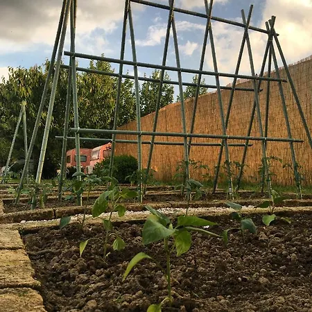 Lucciole Nella Nebbia Stellata