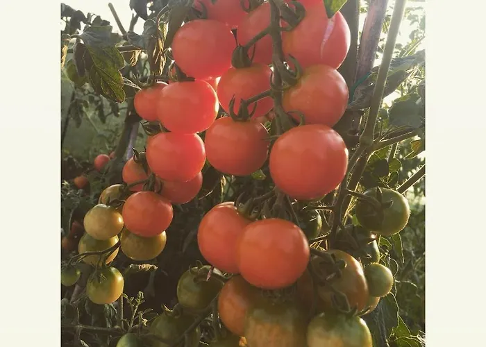 Lucciole Nella Nebbia 2*